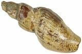 Polished Cretaceous Gastropod (Turritella) Fossil - Texas #320934-1